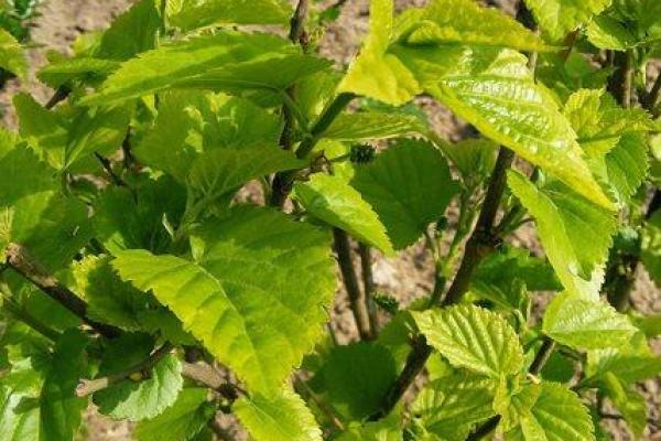 桑椹木命与那些命最配？解析命理中的最佳搭配