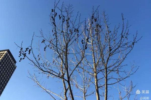 三月出生的人，命运与性格的完美交织