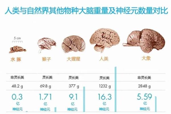 桑拓木命的奥秘：揭示人生的掌控之道与智慧之源