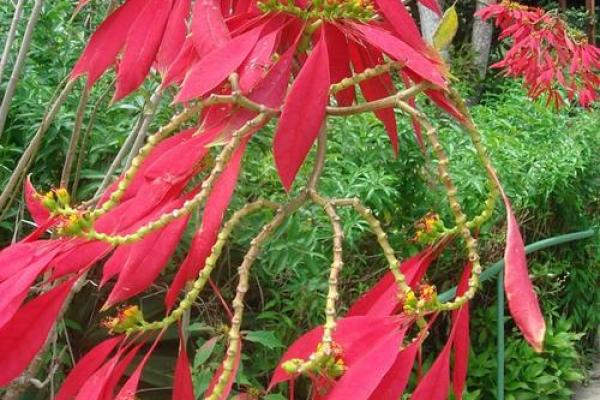 山头火命男适合养的植物：点燃生活的绿色火焰