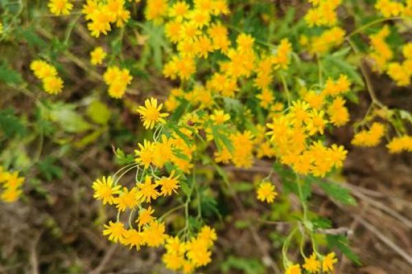 兰花命与钻石命：你属于哪一种生命的魅力？