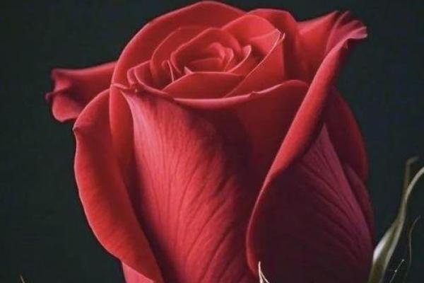 丙火照耀，男命妻星的魅力与智慧探索