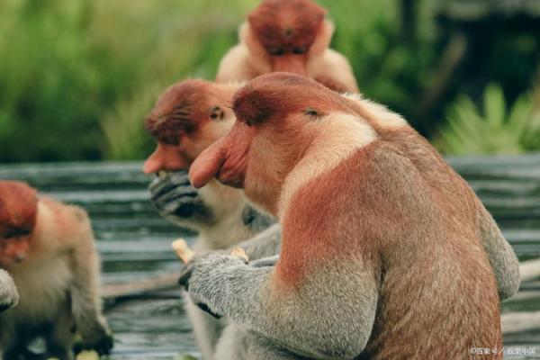 了解属猴31岁命运：机智与挑战的交融之年