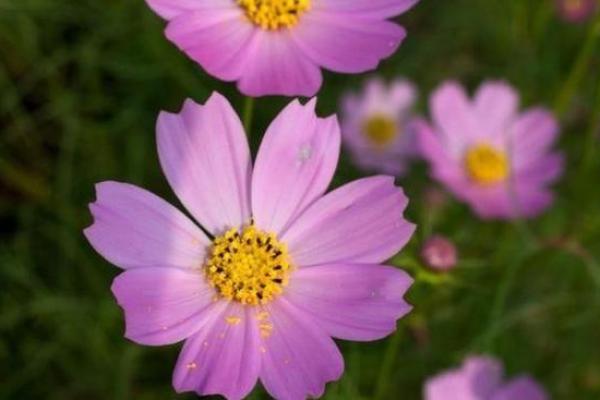 三月出生女孩的命星解析：温柔与坚韧的完美结合