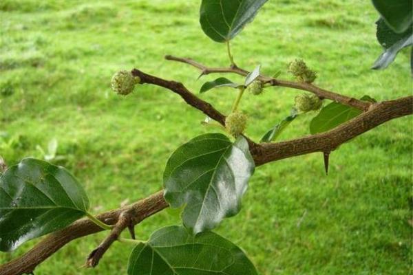 桑柘木命与多种命理的完美结合与相生之道