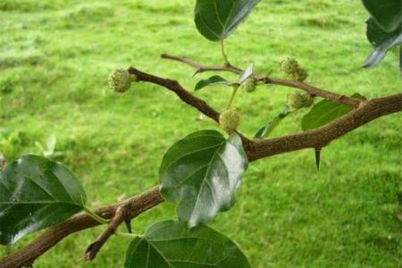 桑柘木命与多种命理的完美结合与相生之道