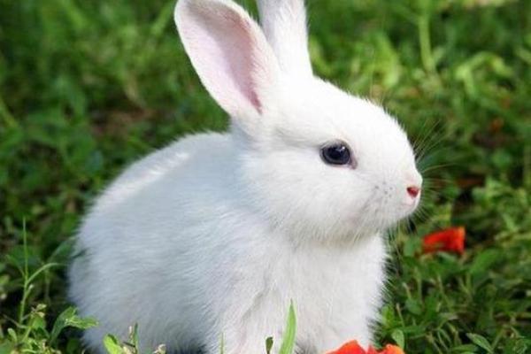 揭秘六月初五出生者的命运与个性特点