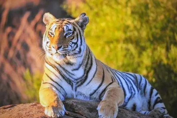 1998年属虎:树木命的传奇与人生探索 1998年属虎:树木命的传奇与人生探索