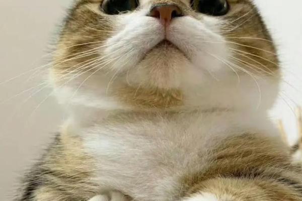 猫的十七个命运：为什么它们浪费了八条命？