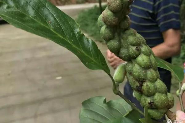 揭秘树花命：命运的奇妙与人生的启示