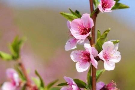 揭秘桃花命：适合吸引爱情的女性特质分析