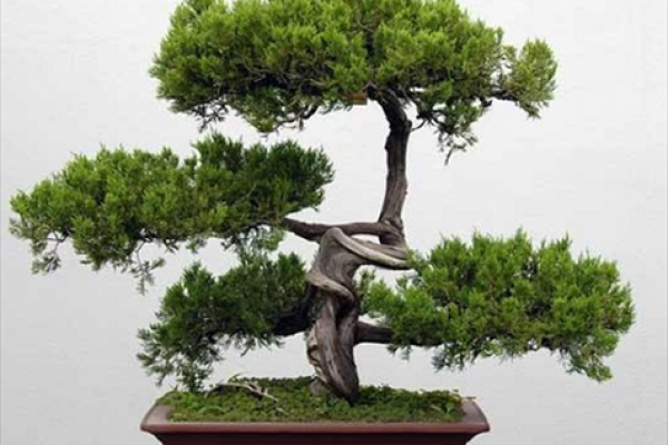 从松树的特性分析 如何准确算命自己的人生命运？