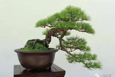 从松树的特性分析 如何准确算命自己的人生命运？