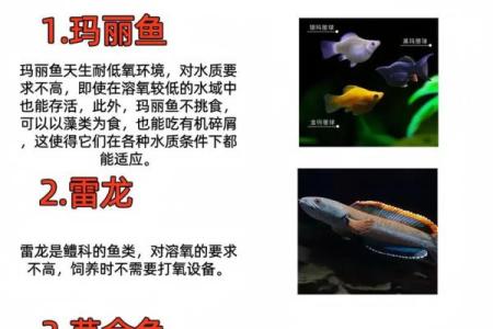 开启养鱼馆：适合什么命的人最具成功潜力？